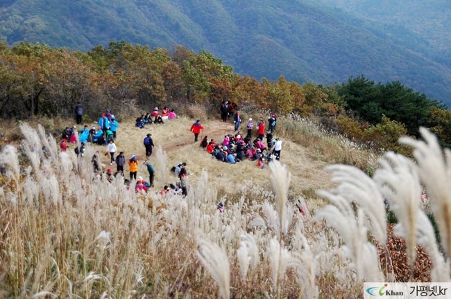  유명산억세꽃